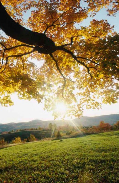 Autumn Leaves 2