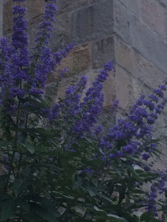 lavendar
